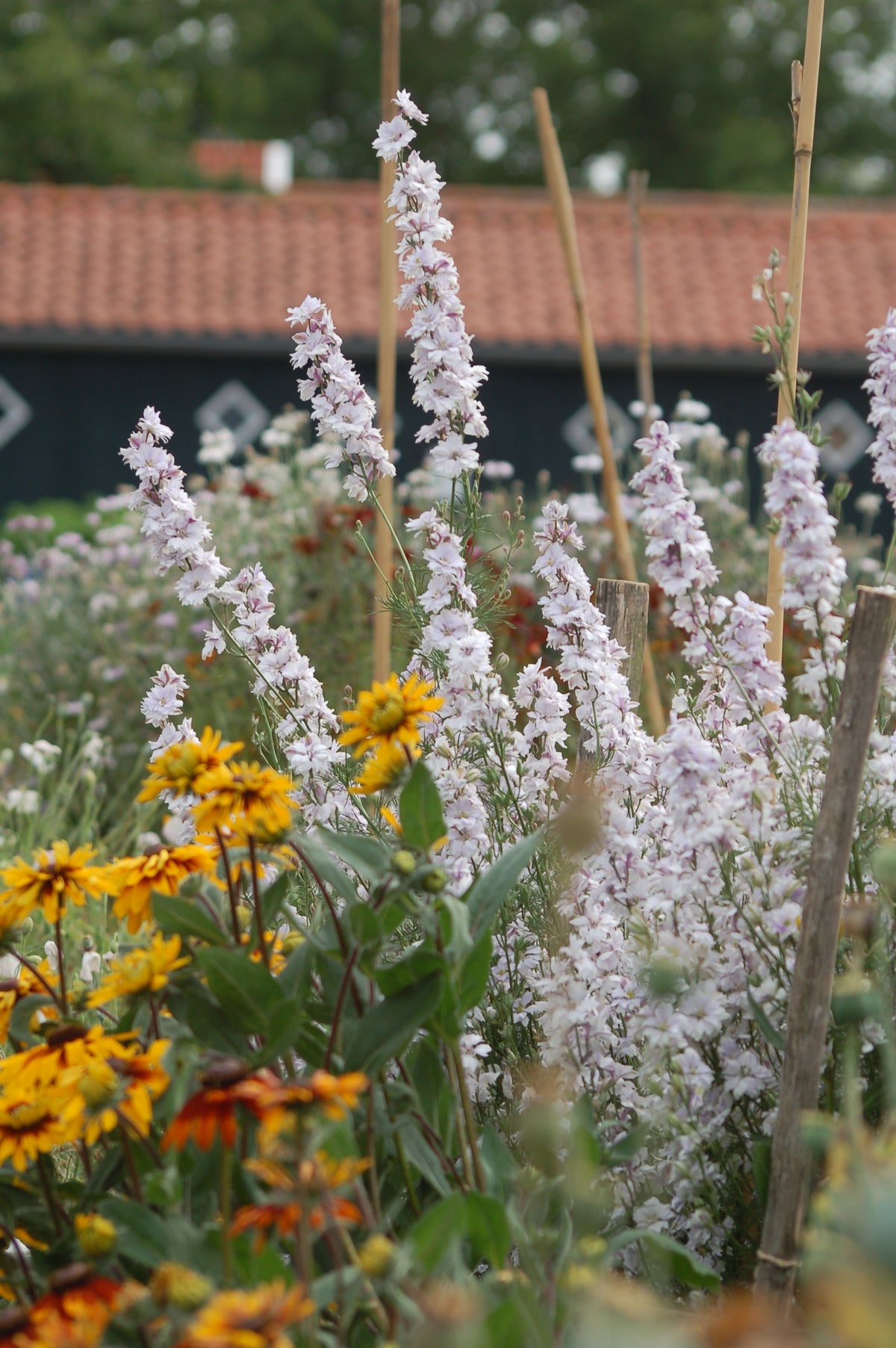 Delphinium consolida 'Smokey Eyes' (ridderspoor) - Bloemenzaad voor in de zon