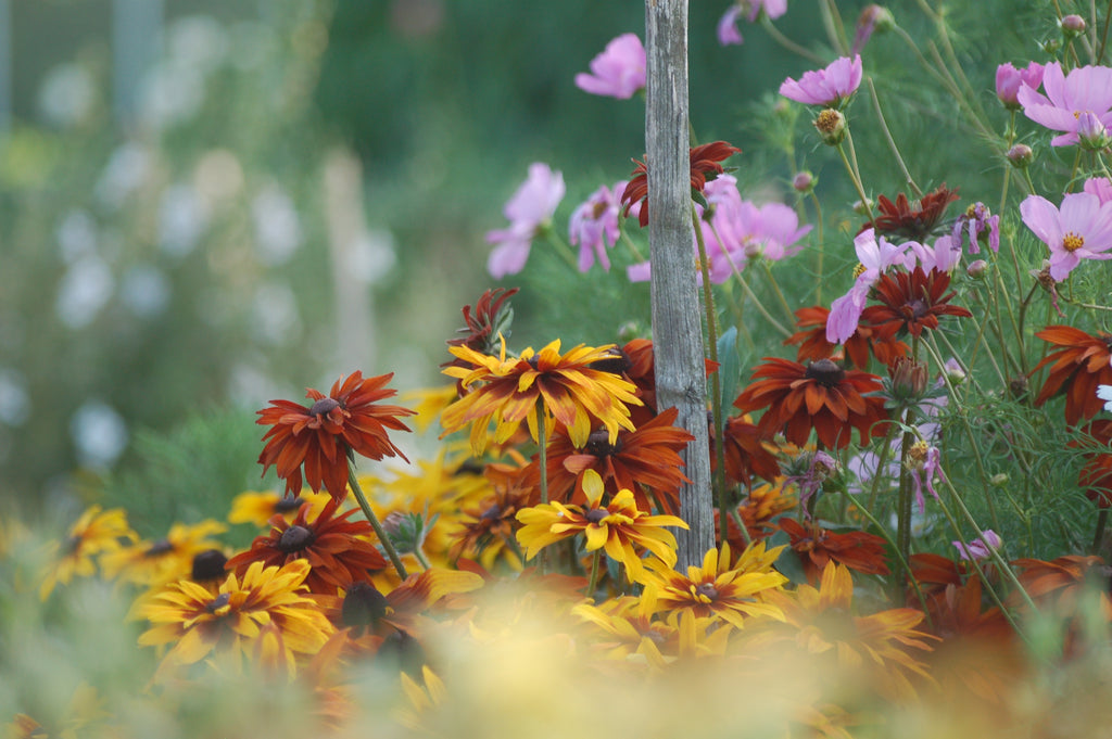 Rudbeckia hirta 'Mix' (zonnehoed) - Bloemenzaad voor langbloeiende bloemen