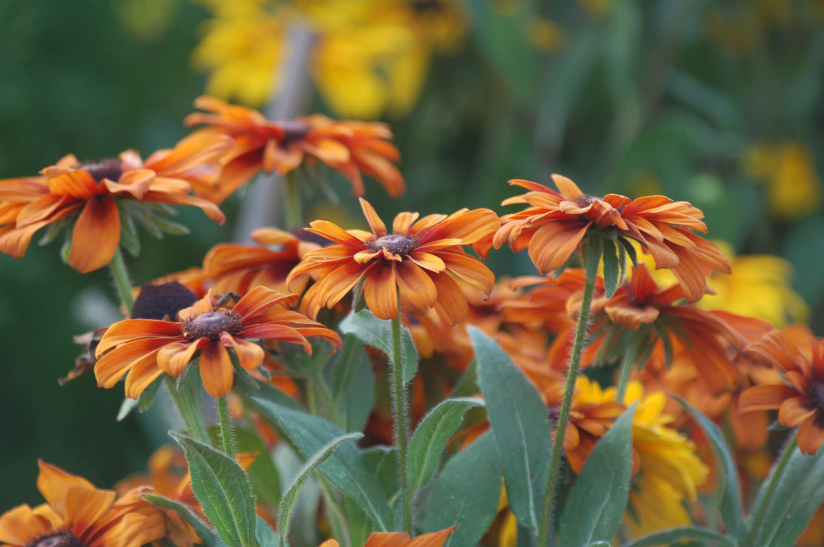 Rudbeckia hirta 'Mix' (zonnehoed) - Bloemenzaad voor langbloeiende bloemen