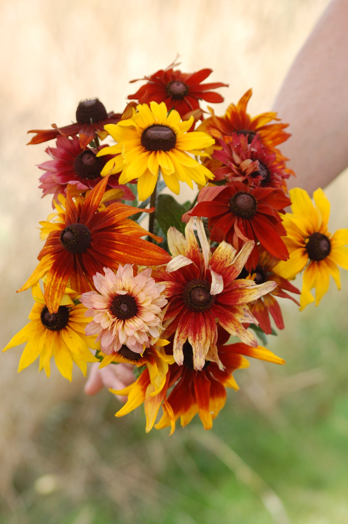 Rudbeckia hirta 'Mix' (zonnehoed) - Bloemenzaad voor langbloeiende bloemen