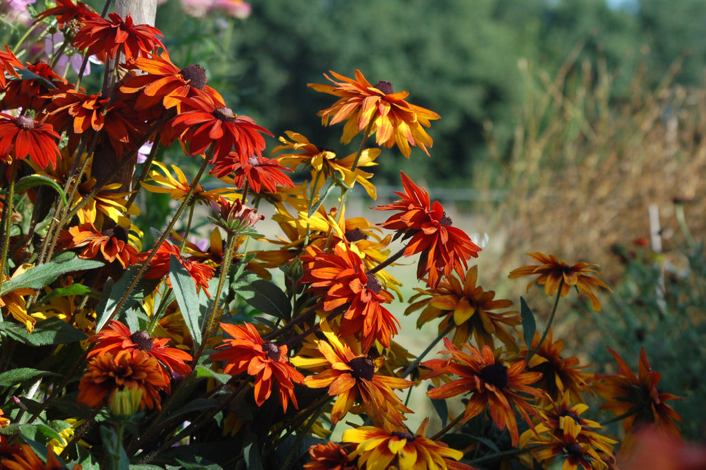 Rudbeckia hirta 'Mix' (zonnehoed) - Bloemenzaad voor langbloeiende bloemen