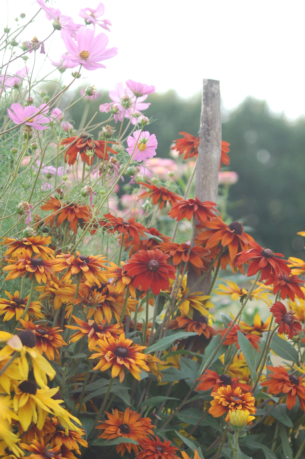 Rudbeckia hirta 'Mix' (zonnehoed) - Bloemenzaad voor langbloeiende bloemen