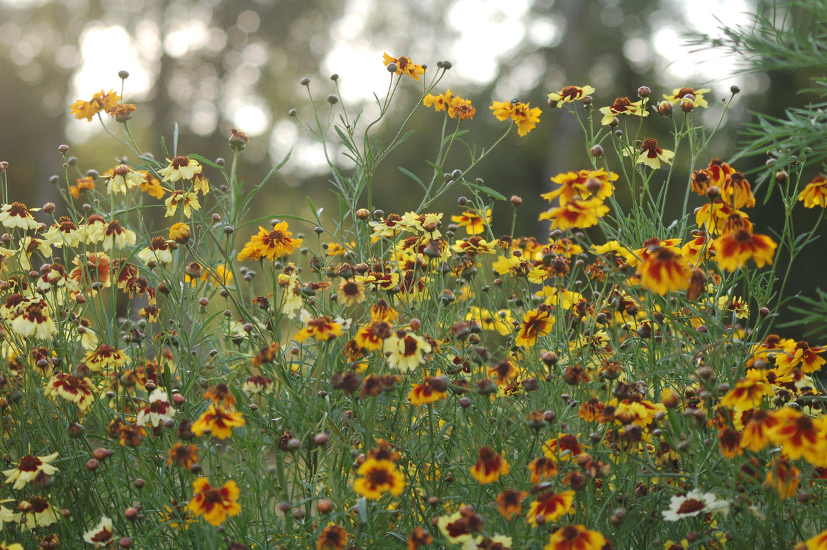 Coreopsis hybrida 'Incredible Mix' - meisjesogen