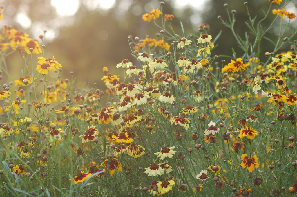 Coreopsis hybrida 'Incredible Mix' - meisjesogen