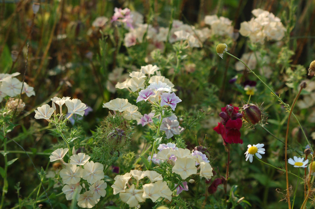 Phlox drummondii 'Creme Brulee' (vlambloem) - Lange zomer bloeier