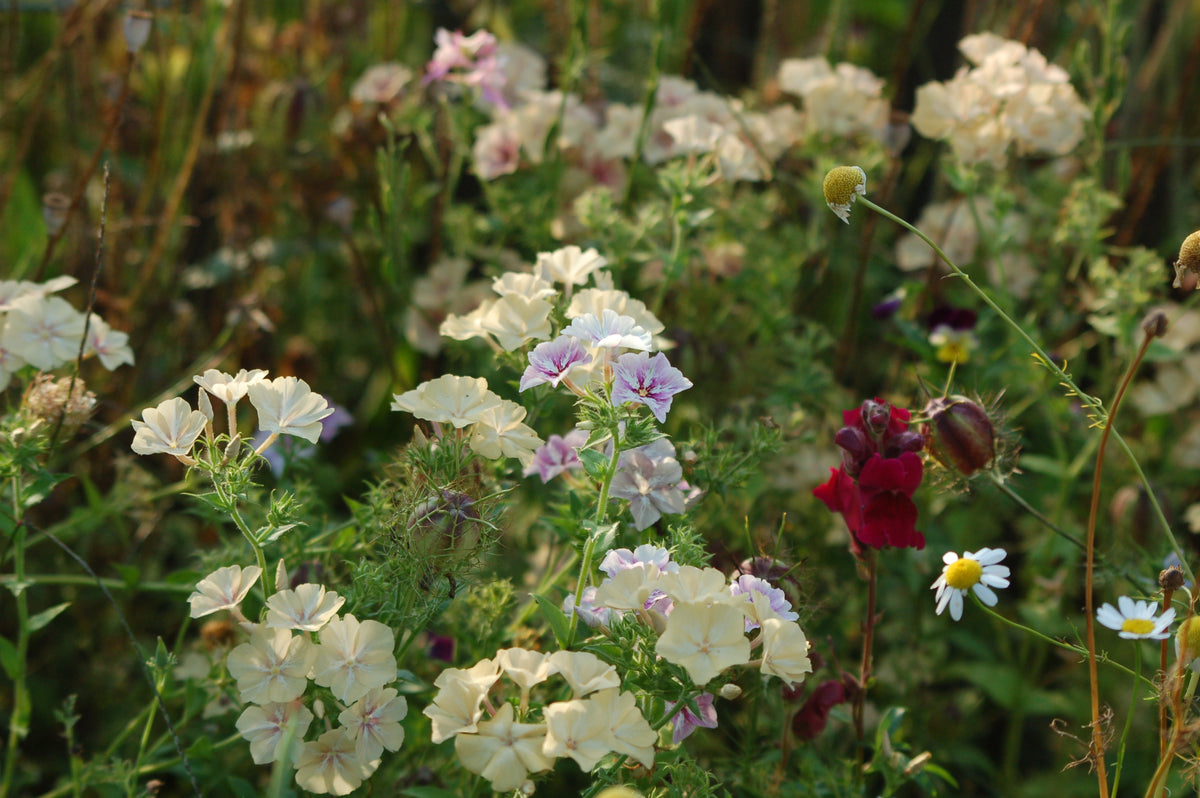 Phlox drummondii 'Creme Brulee' (vlambloem) - Lange zomer bloeier