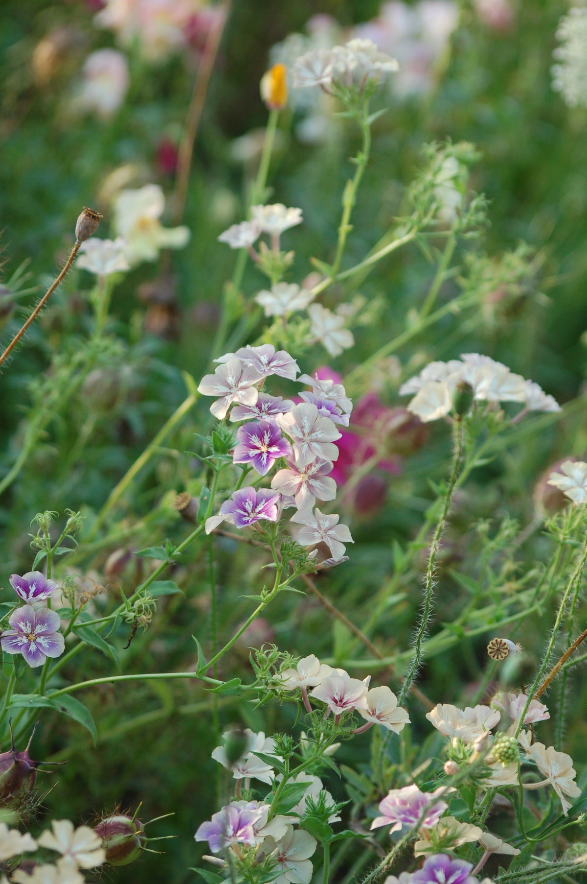 Phlox drummondii 'Creme Brulee' (vlambloem) - Lange zomer bloeier