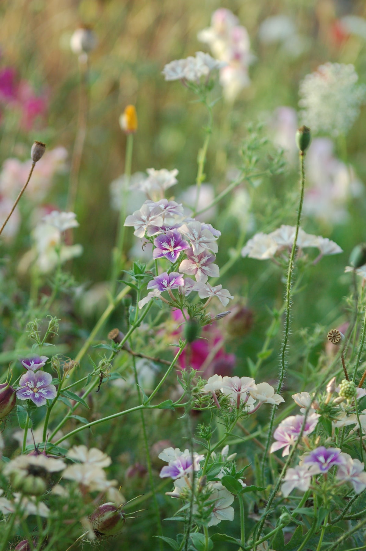 Phlox drummondii 'Creme Brulee' (vlambloem) - Lange zomer bloeier
