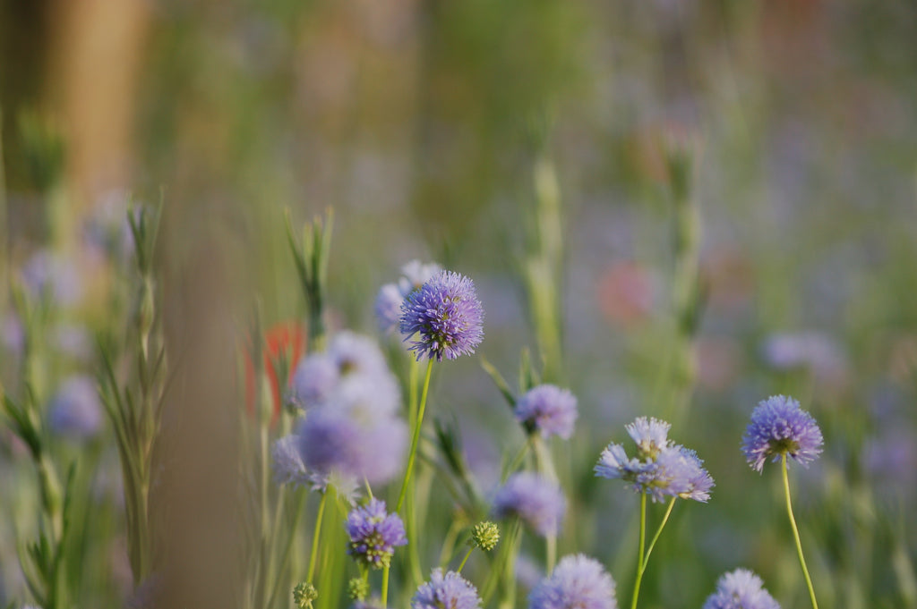 Gilia leptantha (vogeloogjes) - Bloemenzaad voor bijenplant