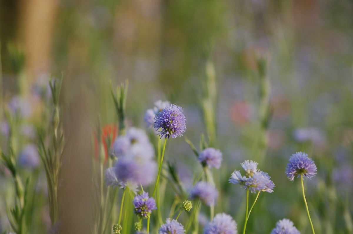 Zadenmix: Pluktuin in een zakje BLAUW PAARS - Bloemenzaad voor lang bloeiende bloemen