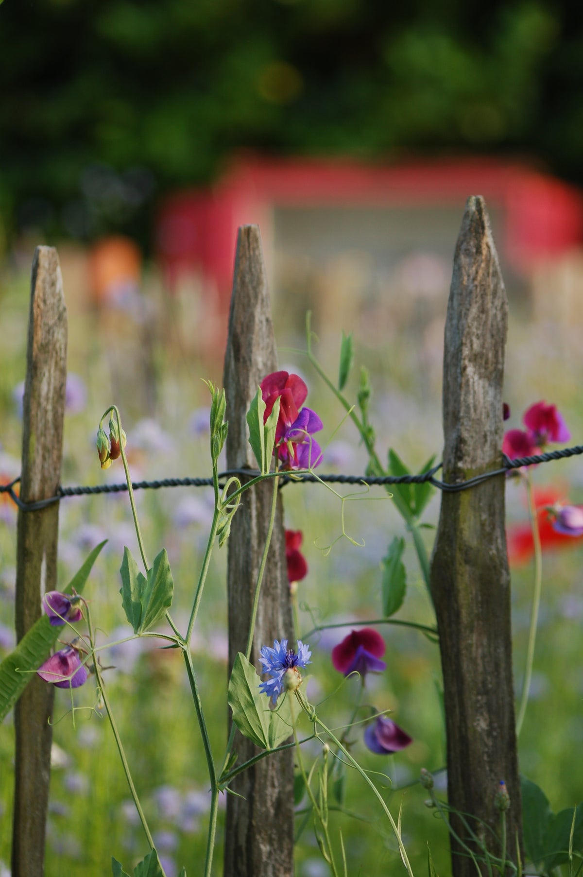 Lathyrus odoratus cutflower mix (siererwt) - Bloemenzaad voor sterk geurende bloemen