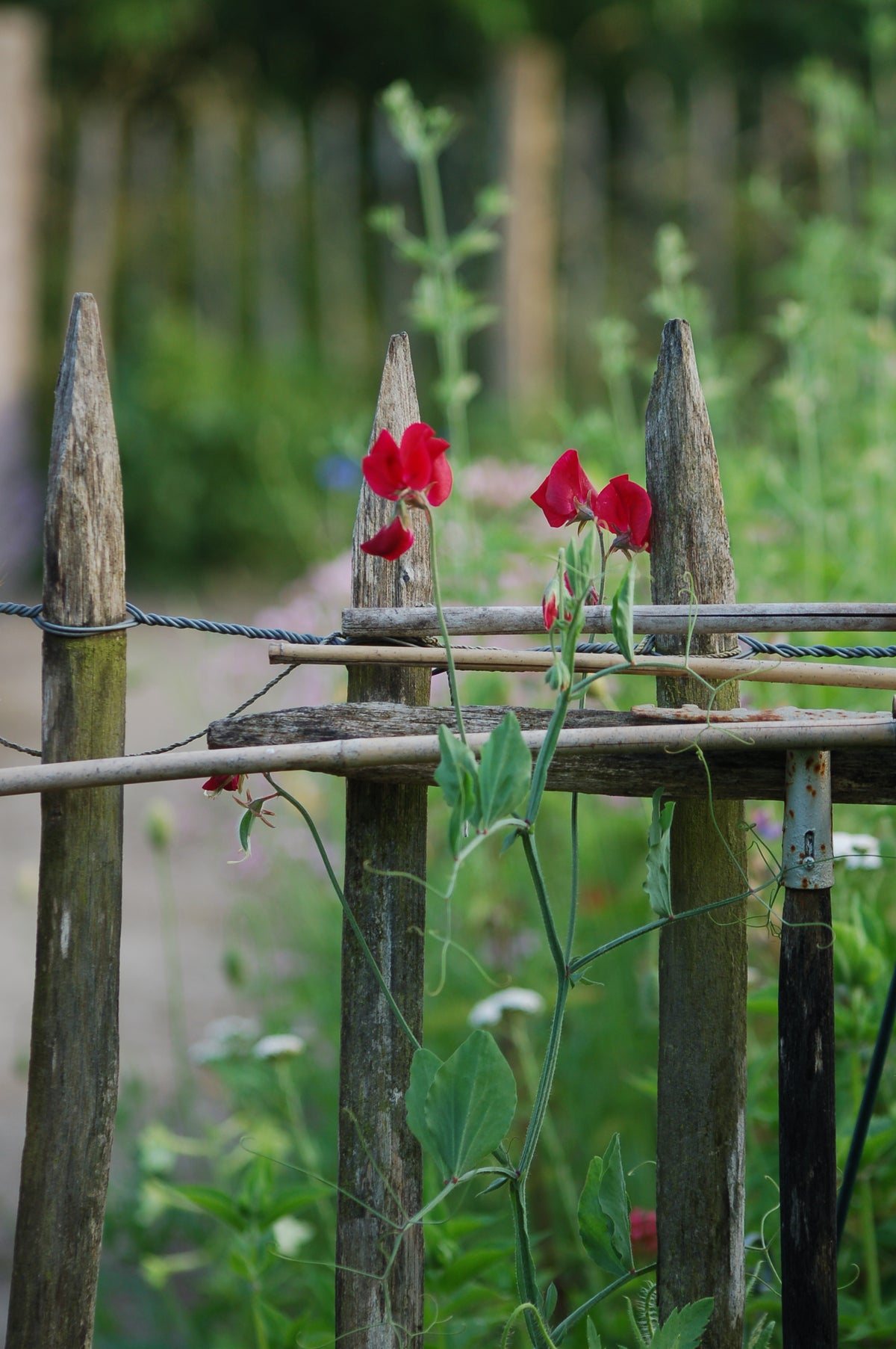 Lathyrus odoratus cutflower mix (siererwt) - Bloemenzaad voor sterk geurende bloemen