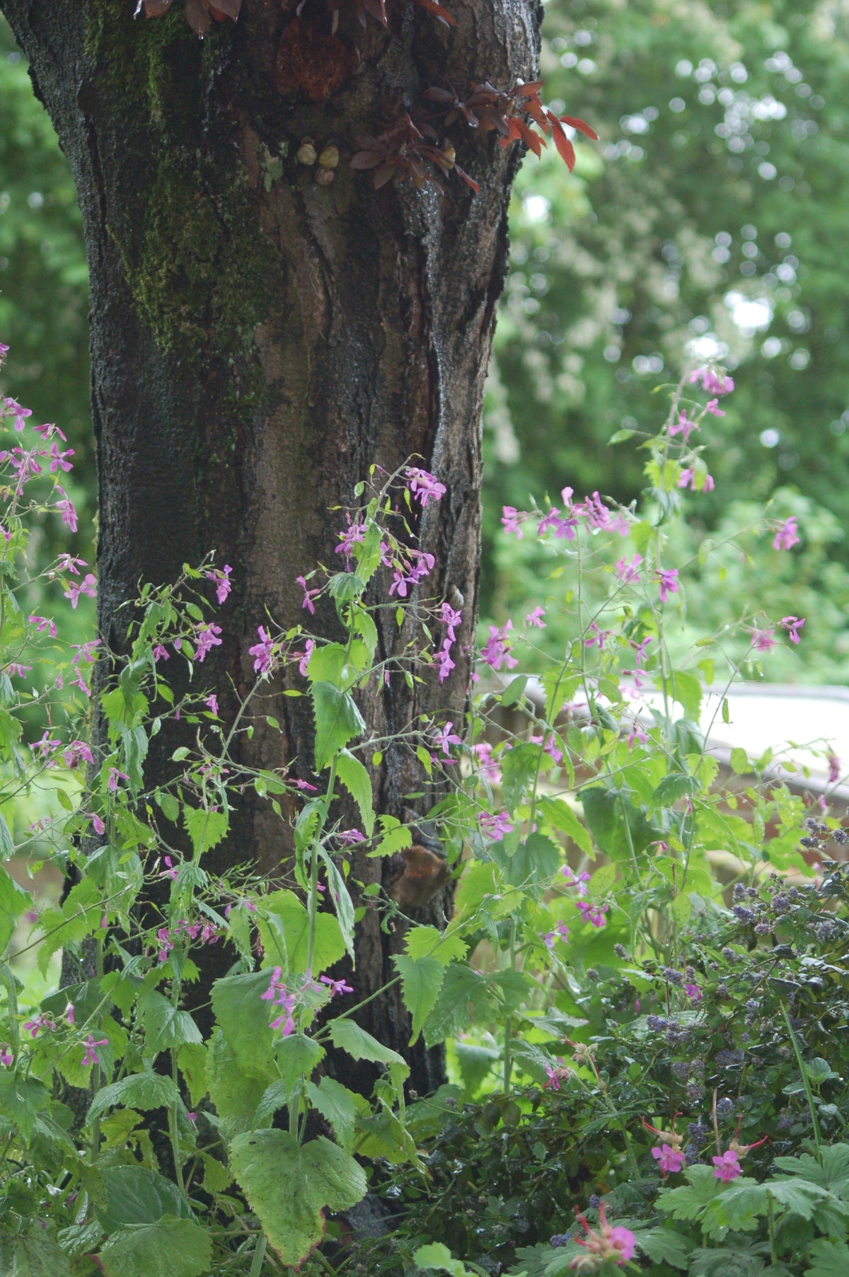 Lunaria annua (judaspenning) - Bloemenzaad voor inheemse schaduw bloemen