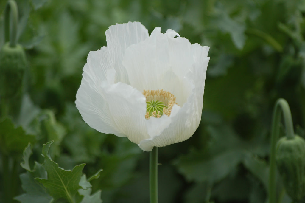 Papaver somniferum 'Amazing White' (bolpapaver) - Bloem voor insecten