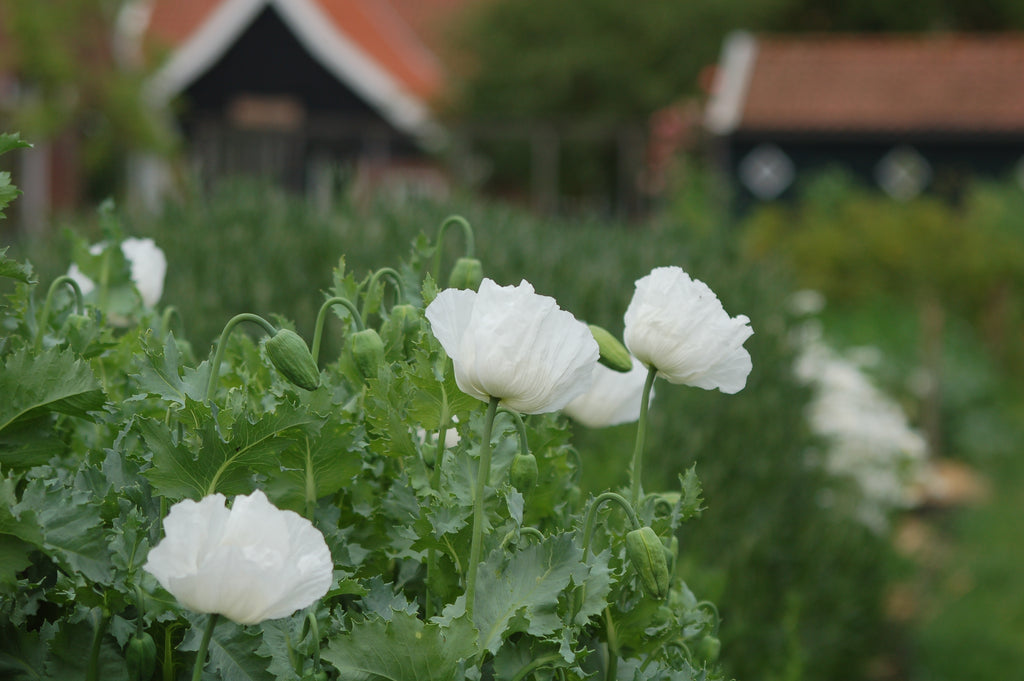 Papaver somniferum 'Amazing White' (bolpapaver) - Bloem voor insecten