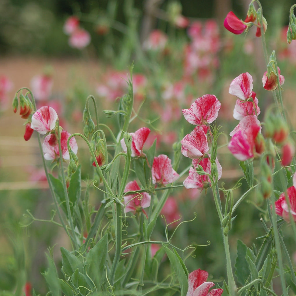 Lathyrus odoratus 'America' (siererwt) - Bloemenzaad voor sterk geurende bloemen