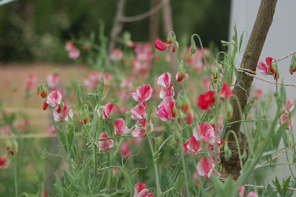 Lathyrus odoratus 'America' (siererwt) - Bloemenzaad voor sterk geurende bloemen