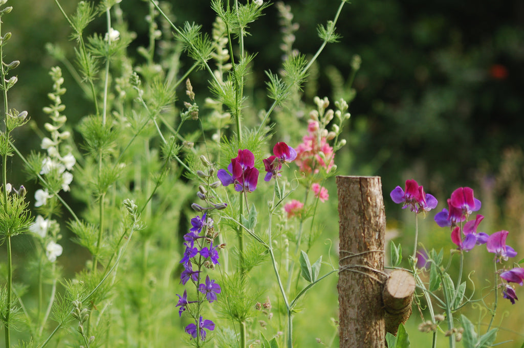 Lathyrus odoratus cutflower mix (siererwt) - Bloemenzaad voor sterk geurende bloemen