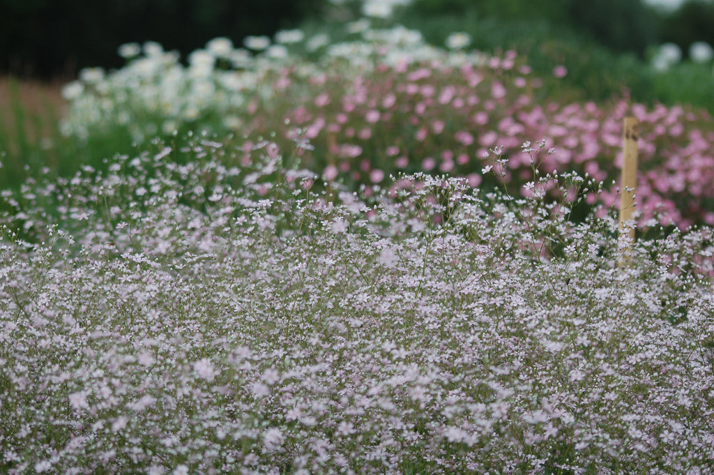 Gypsophila elegans 'Rosea' (gipskruid) - Bloemenzaad voor bijenplant
