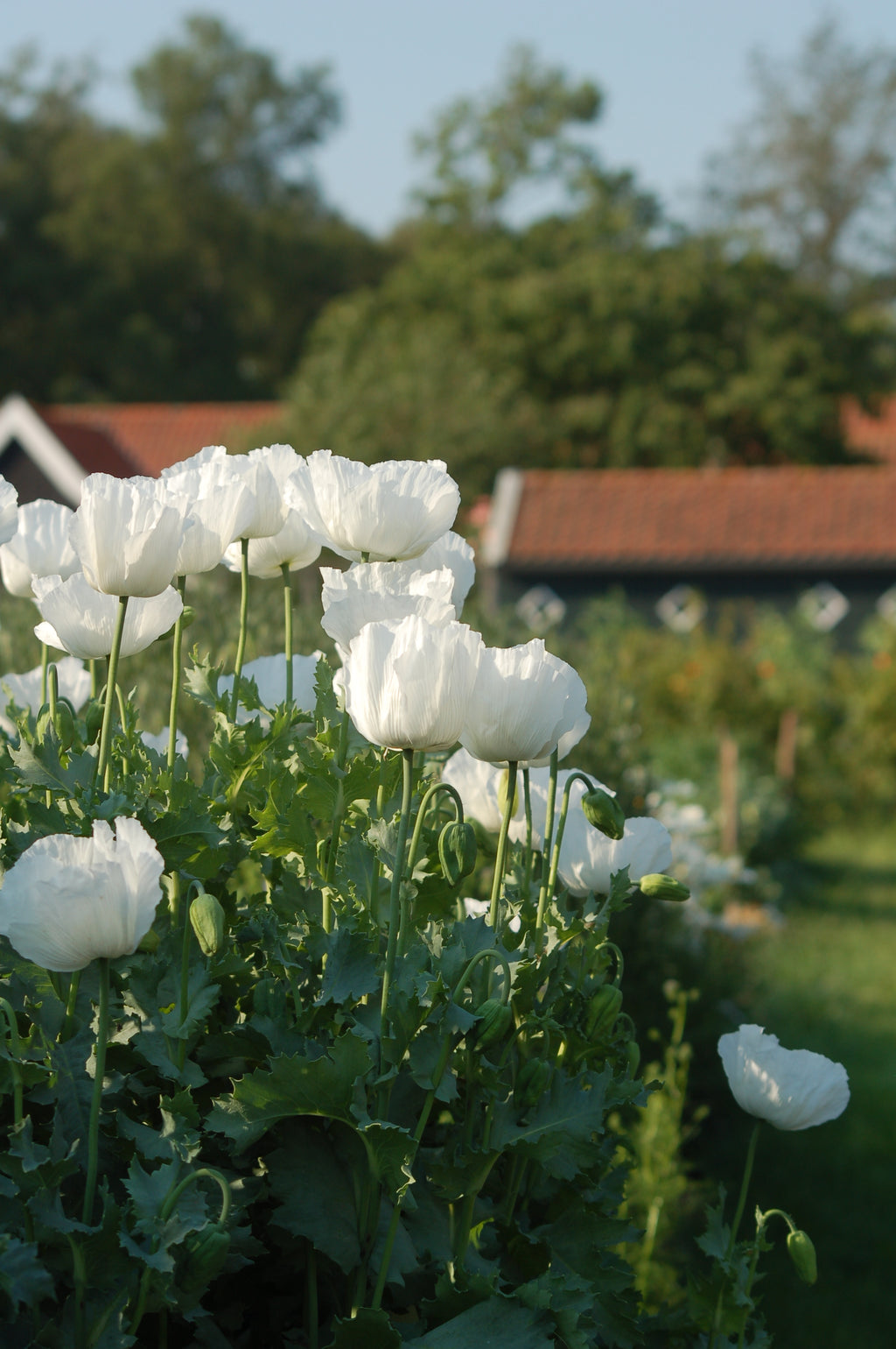 Papaver somniferum 'Amazing White' (bolpapaver) - Bloem voor insecten
