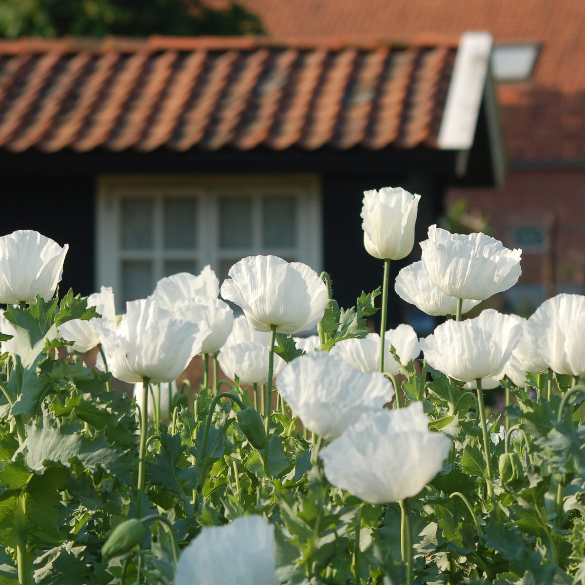 Zaaipakket pluktuin SUMMER - Bloemenzaad voor een uitbundige tuin