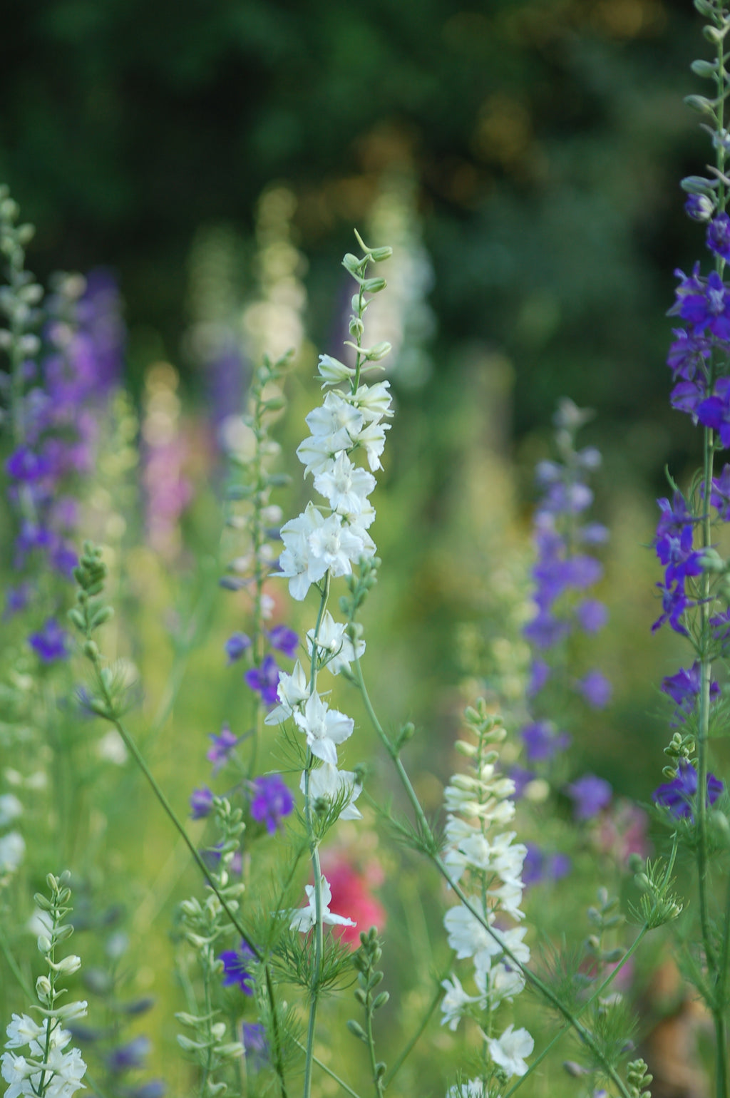Zaaipakket pluktuin PURPLE BLUE - Bloemenzaad voor een uitbundige tuin