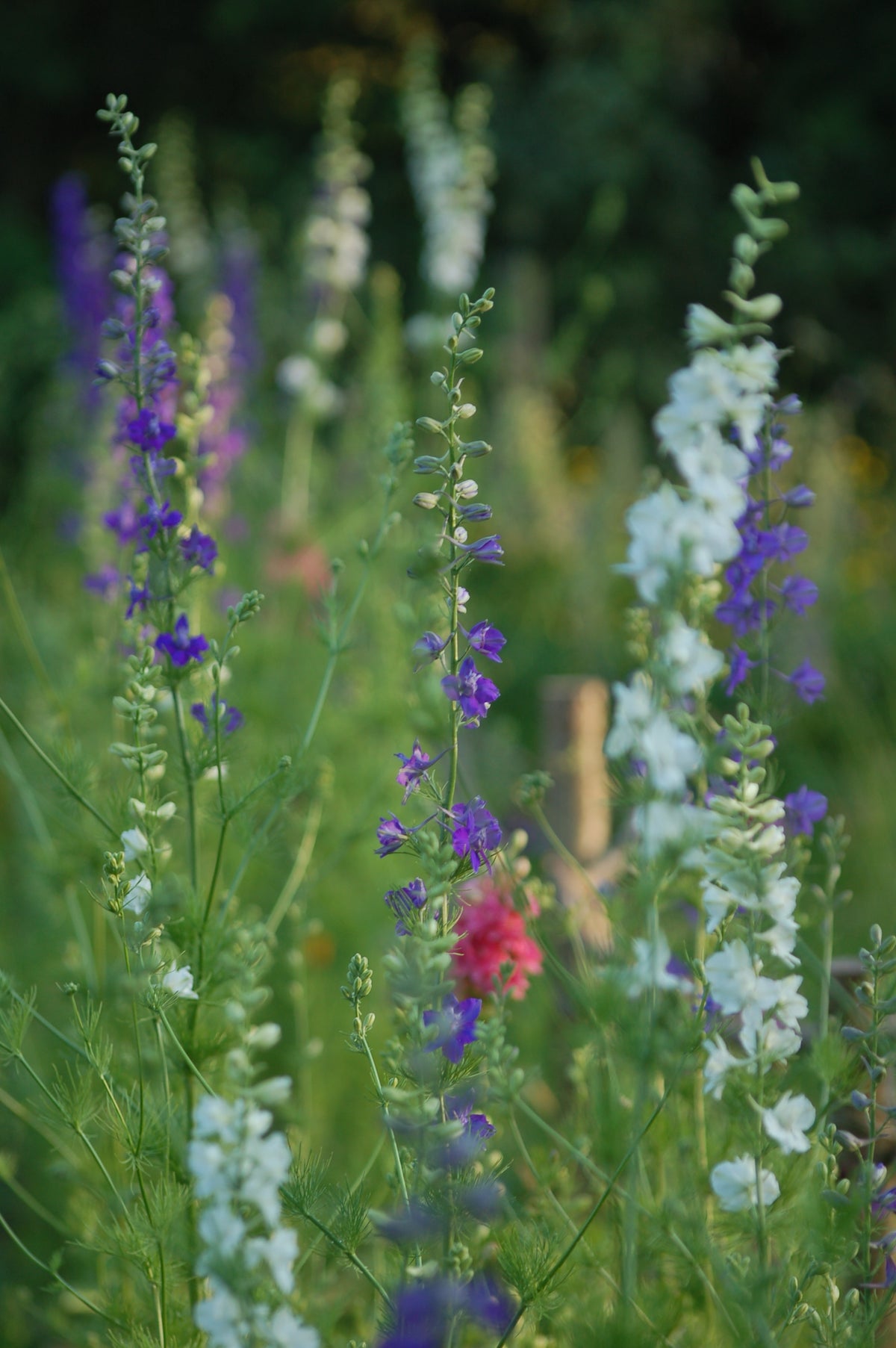 Delphinium consolida (ridderspoor mix) - Bloemenzaad voor in de zon