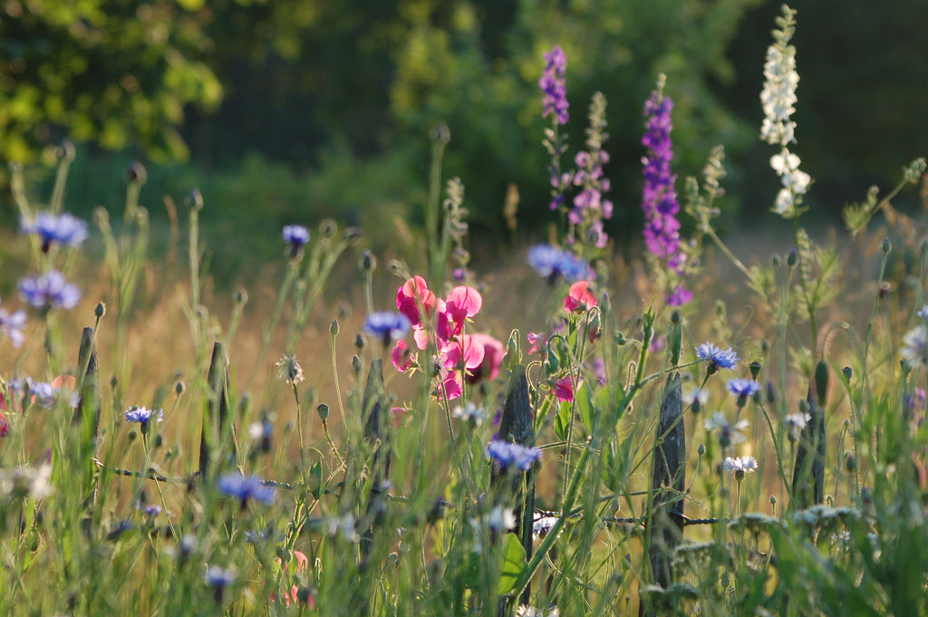 Lathyrus odoratus cutflower mix (siererwt) - Bloemenzaad voor sterk geurende bloemen