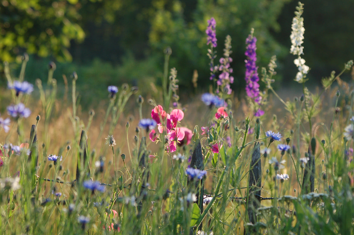 Lathyrus odoratus cutflower mix (siererwt) - Bloemenzaad voor sterk geurende bloemen