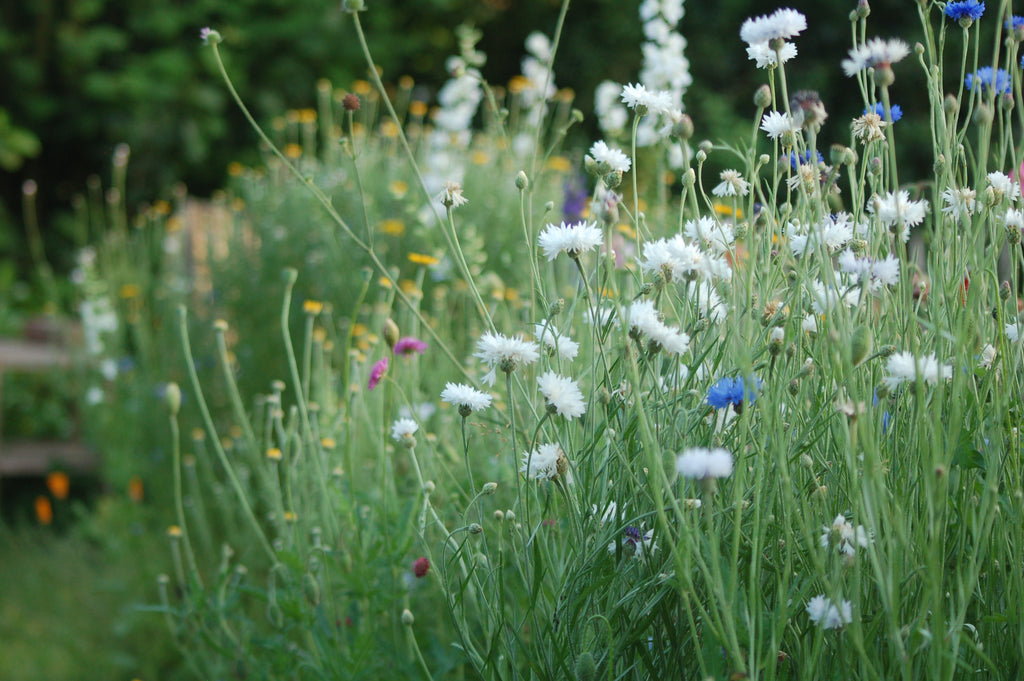 Zaaipakket pluktuin PASTEL - Bloemenzaad voor een uitbundige tuin