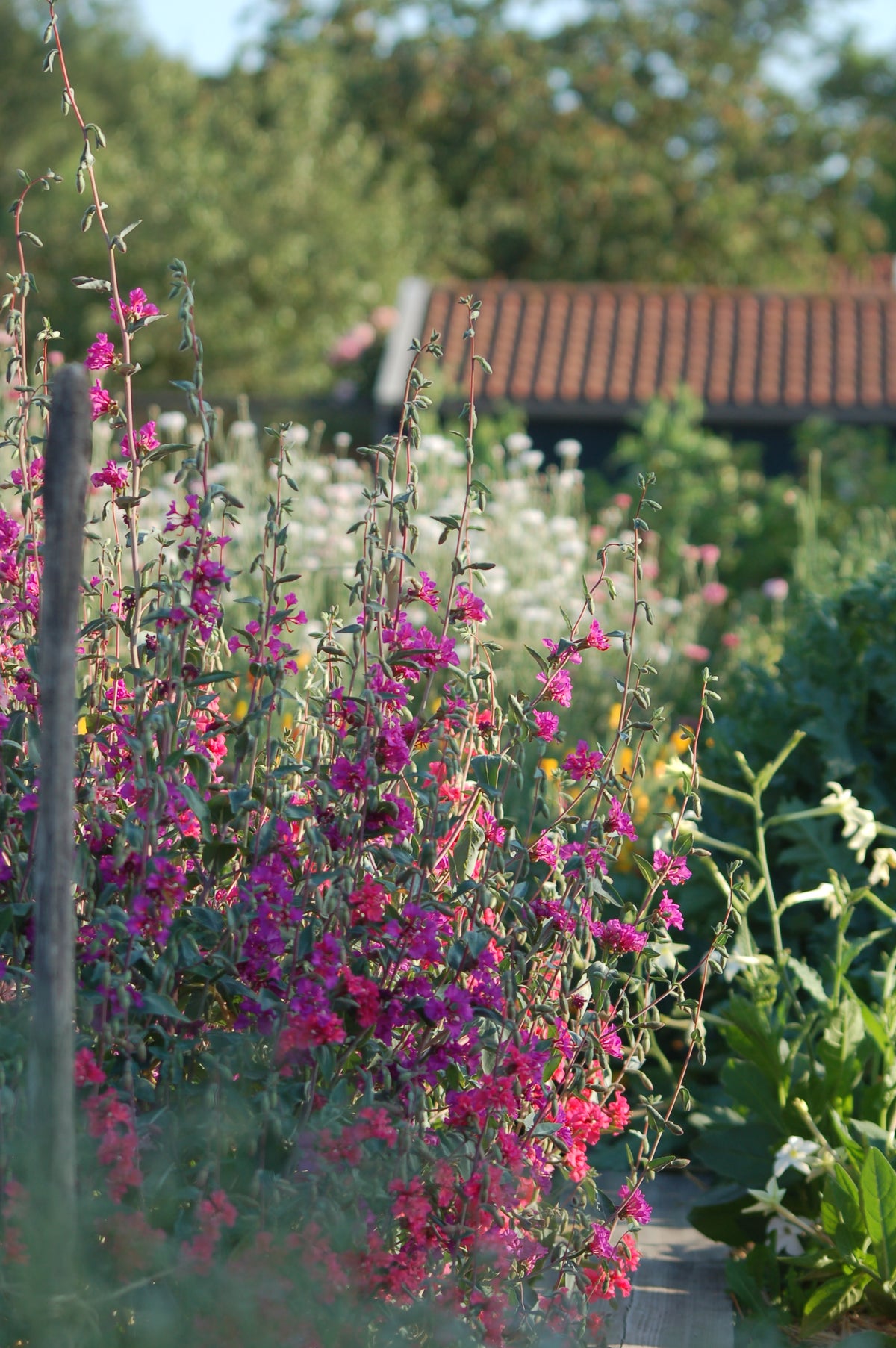 Clarkia unguiculata - amandelroosje