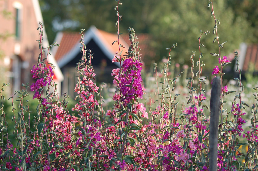 Clarkia unguiculata - amandelroosje