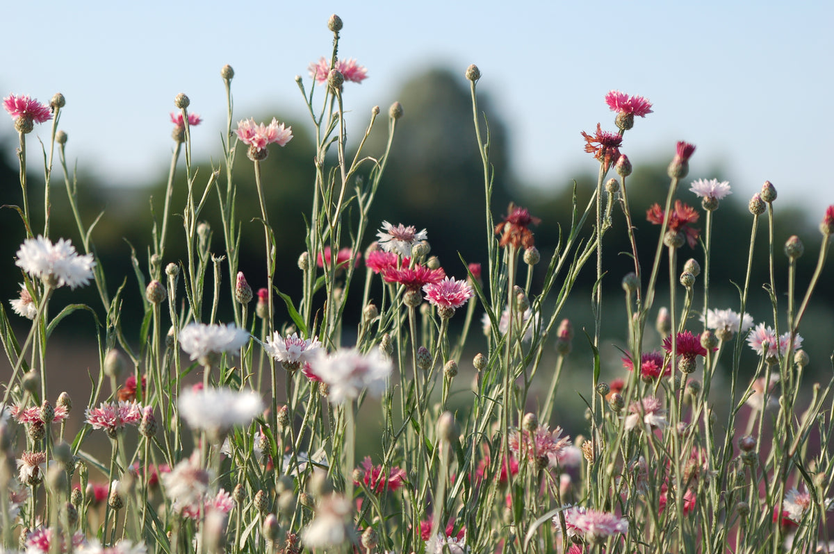 Centaurea cyanus 'Salmon Magic' - korenbloem