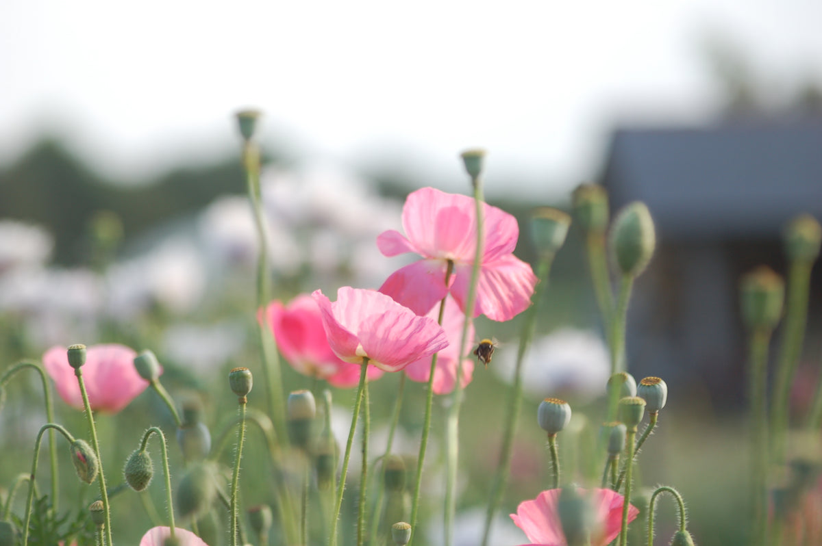 Papaver rhoeas 'Shirley' (klaproos) - Bloem voor insecten