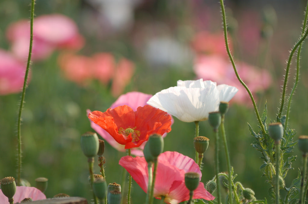 Papaver rhoeas 'Shirley' (klaproos) - Bloem voor insecten