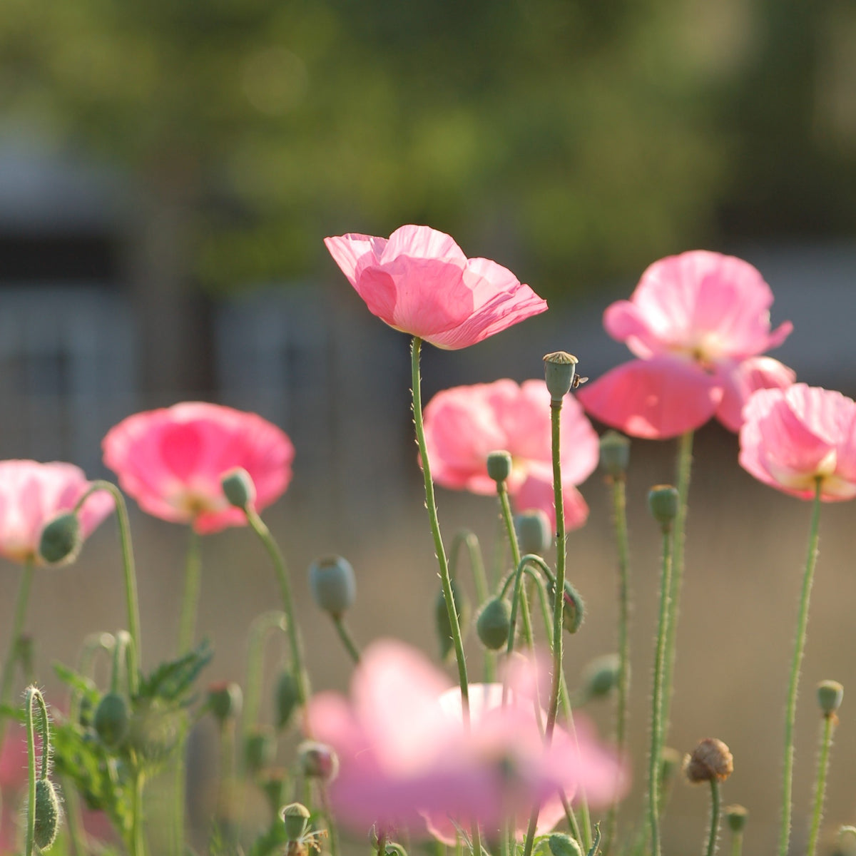 Papaver rhoeas 'Shirley' (klaproos) - Bloem voor insecten