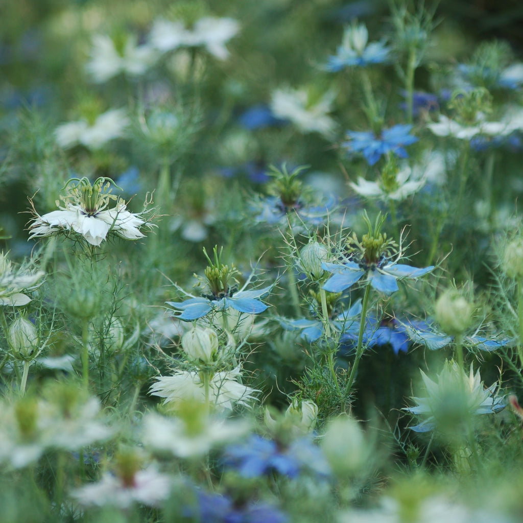 Zadenmix: Pluktuin in een zakje BLAUW PAARS - Bloemenzaad voor lang bloeiende bloemen