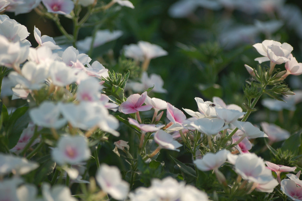 Phlox drummondii 'Blushing Bride' (vlambloem) - Lange zomer bloeier