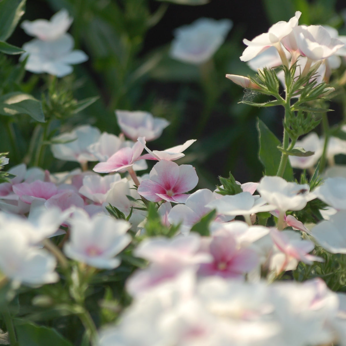 Phlox drummondii 'Blushing Bride' (vlambloem) - Lange zomer bloeier