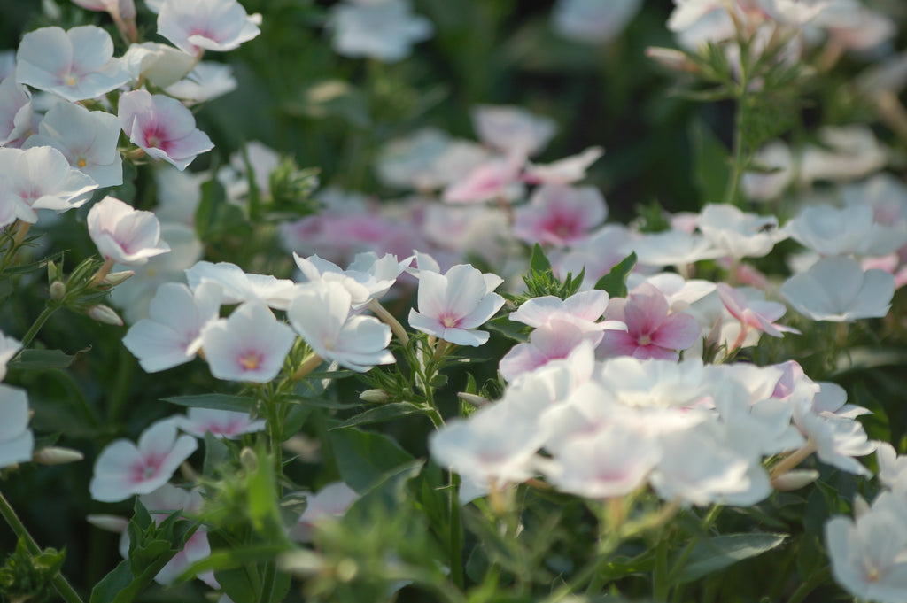 Phlox drummondii 'Blushing Bride' (vlambloem) - Lange zomer bloeier