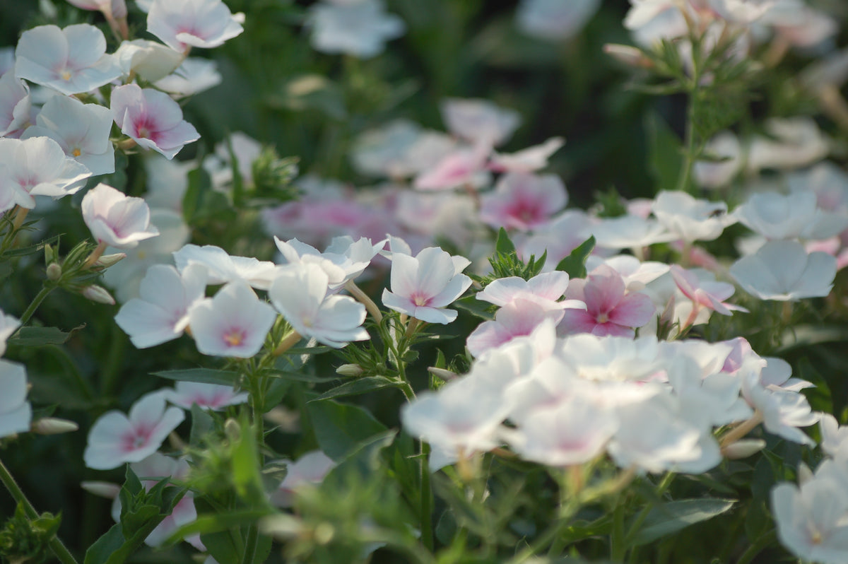 Phlox drummondii 'Blushing Bride' (vlambloem) - Lange zomer bloeier