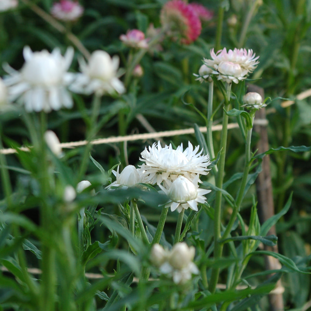 Zaaipakket pluktuin COPPER - Bloemenzaad voor een uitbundige tuin