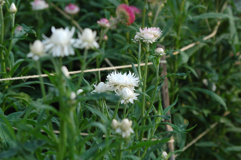 Helichrysum bracteatum 'White' (strobloem) - Bloemenzaad voor langbloeiende bloemen