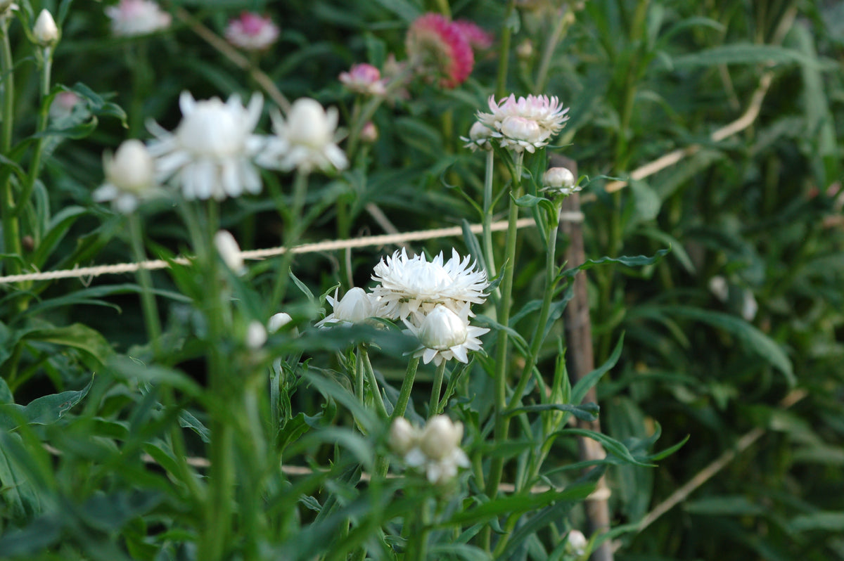Helichrysum bracteatum 'White' (strobloem) - Bloemenzaad voor langbloeiende bloemen
