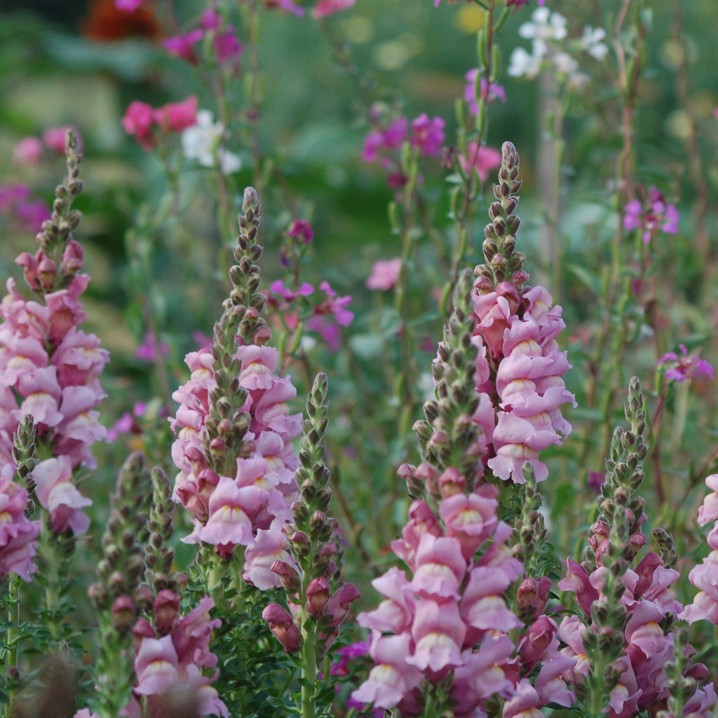 Antirrhinum majus 'Summer Lavendel' - Leeuwenbek potomoc