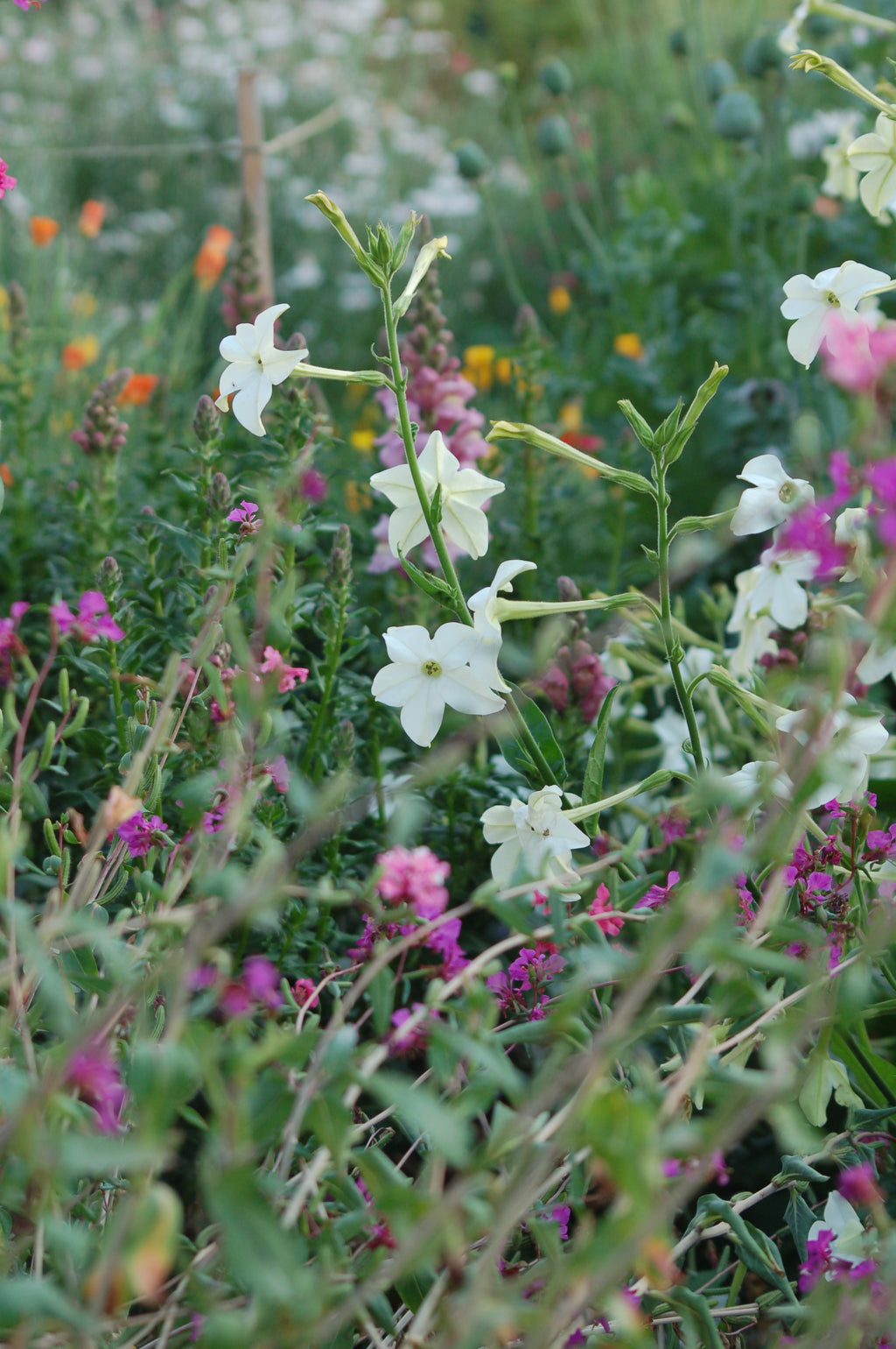 Nicotiana alata 'Grandiflora' (tabaksplant) - Bloemenzaad voor sterk geurende bloemen