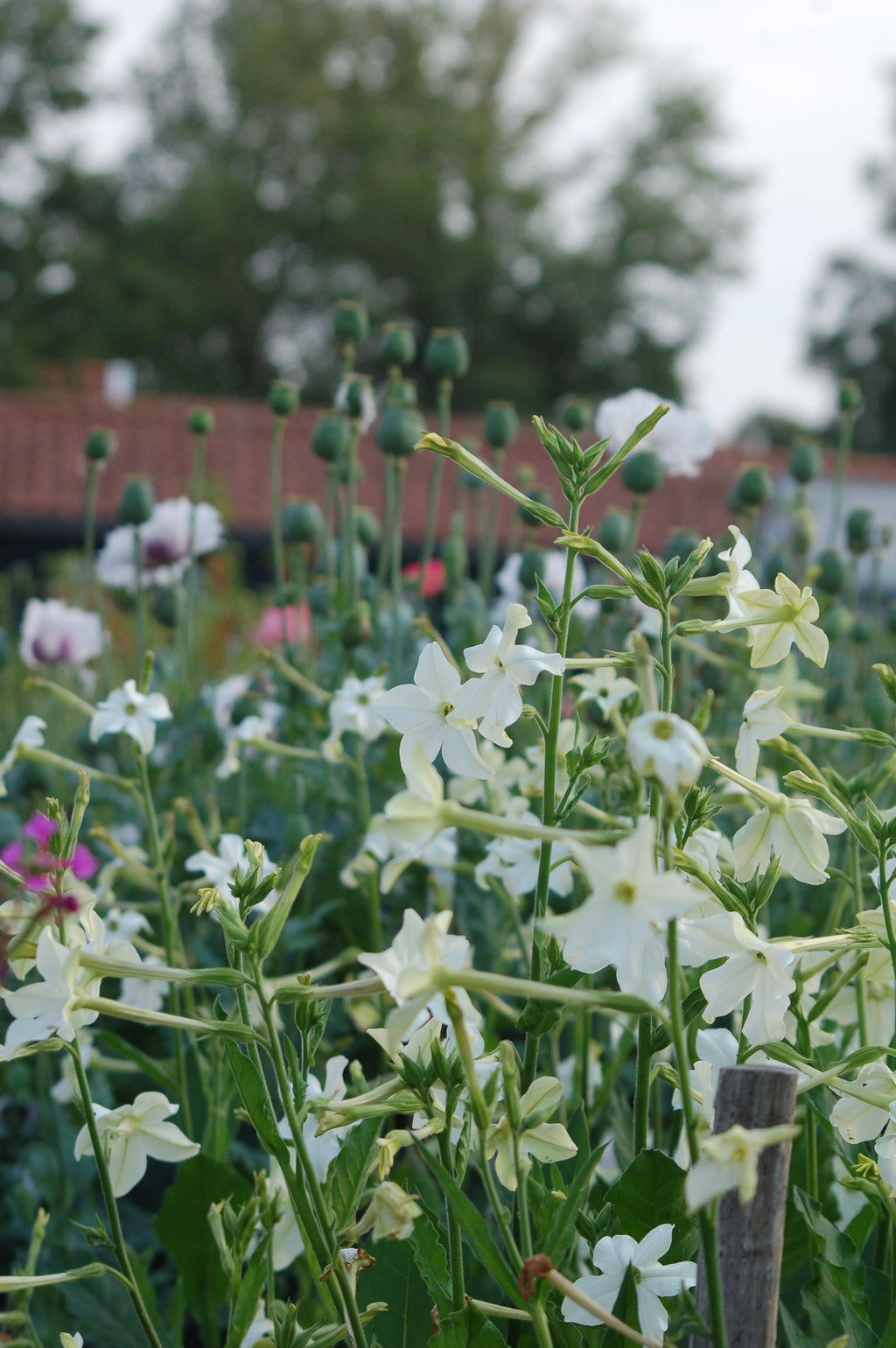 Nicotiana alata 'Grandiflora' (tabaksplant) - Bloemenzaad voor sterk geurende bloemen