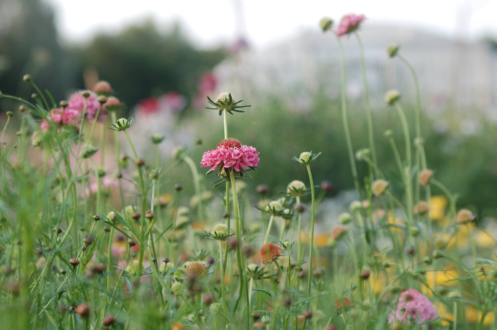 Scabiosa atropurpurea 'Salmon Pink' (duifkruid) - Bloemenzaad voor langbloeiende bloemen