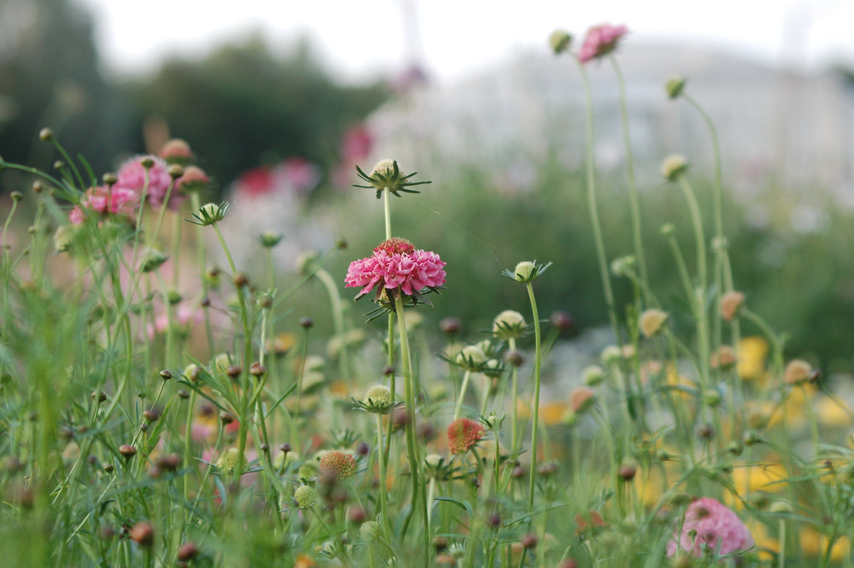 Zaaipakket pluktuin SUMMER - Bloemenzaad voor een uitbundige tuin