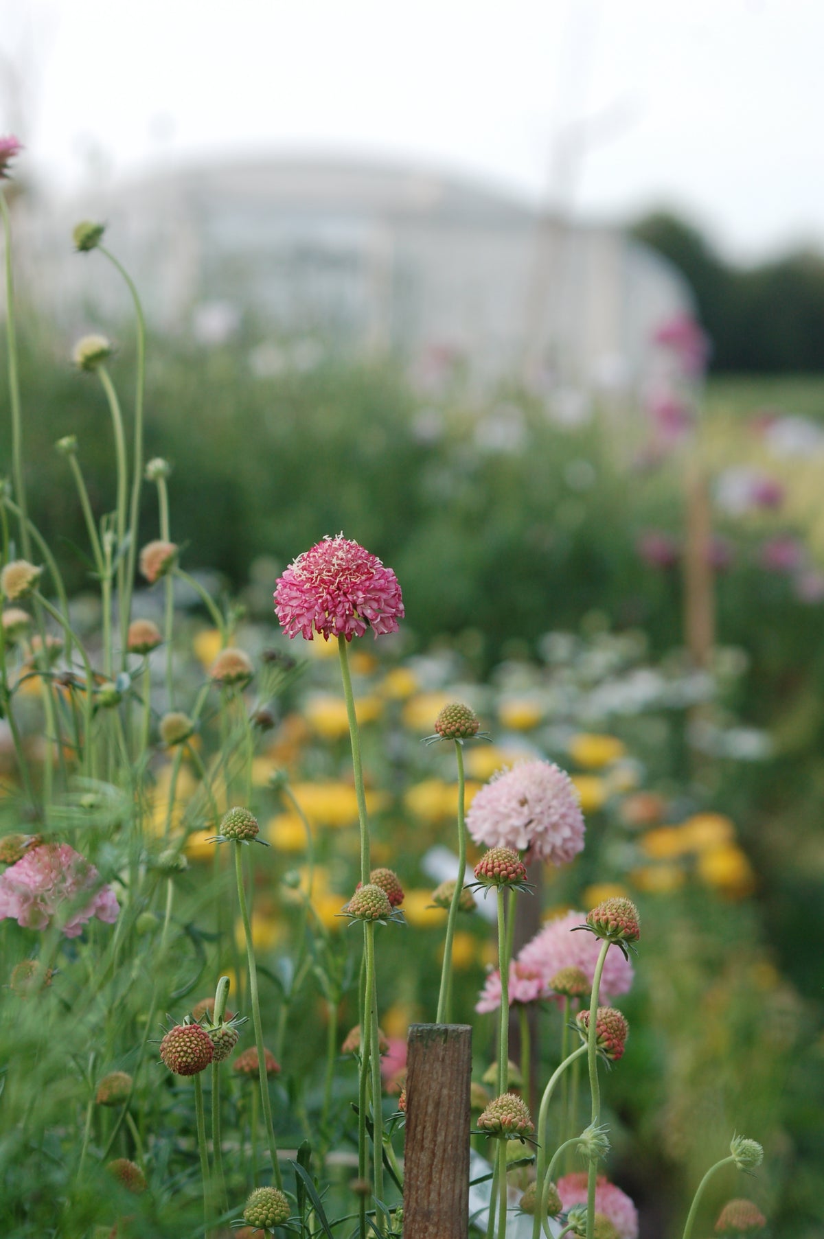 Scabiosa atropurpurea 'Salmon Pink' (duifkruid) - Bloemenzaad voor langbloeiende bloemen